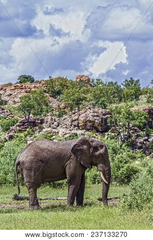 African Bush Elephant In Mapungubwe National Park, South Africa ; Specie Loxodonta Africana Family O