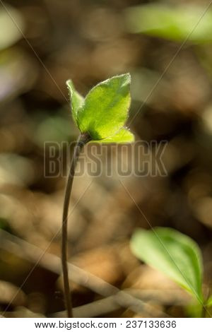 Trilobulare Liverwort (hepatica Nobilis Schreb.) Mountain Spring Flower, In 2013 He Became A German 