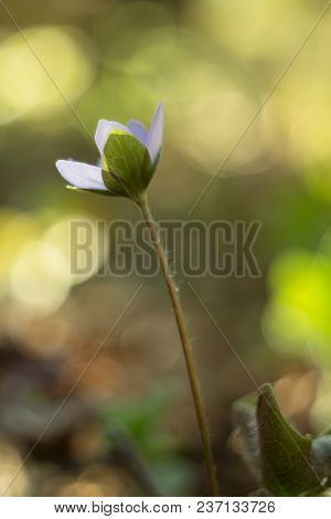 Trilobulare Liverwort (hepatica Nobilis Schreb.) Mountain Spring Flower, In 2013 He Became A German 