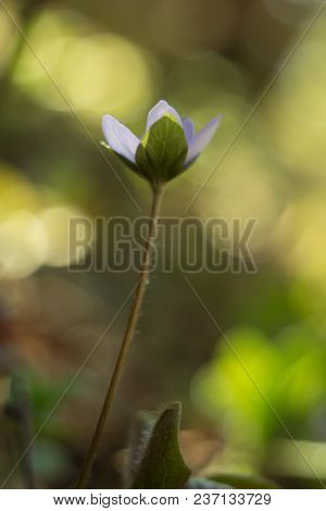 Trilobulare Liverwort (hepatica Nobilis Schreb.) Mountain Spring Flower, In 2013 He Became A German 