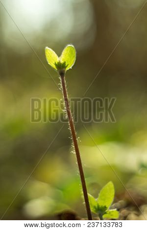 Trilobulare Liverwort (hepatica Nobilis Schreb.) Mountain Spring Flower, In 2013 He Became A German 