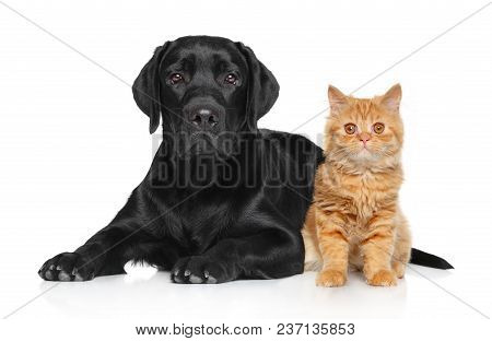 Cat And Dog Together Posing On A White Background.