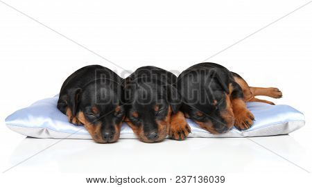 Miniature Zwerg Pinscher Puppies Sleeping Together On A Blue Pillow.