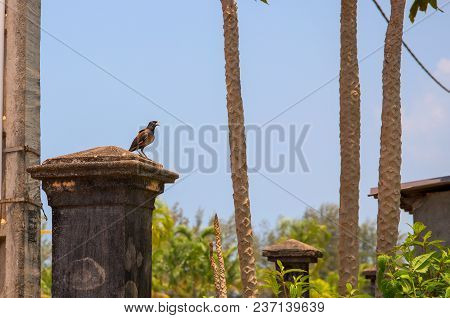 Small Tropical Bird On Stone Column In Green Park. Birdwatching Photo. Tropical Bird With Brown Feat