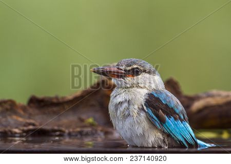 Woodland Kingfisher In Mapungubwe National Park, South Africa ; Specie Halcyon Senegalensis Family O