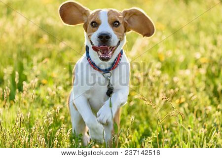Beagle Dog Running Outdoors