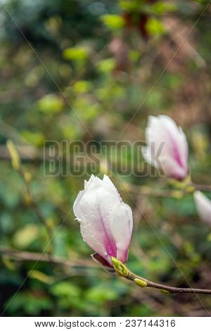 Closeup Of A Budding And Blossoming Magnia Tree Early In The Morning After The Rain In The Beginning