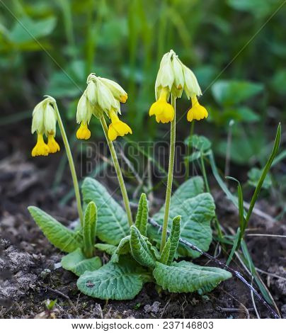 Spring Yellow Primula Flowers Blooming In A Park. Yellow Cowslip (primula Veris) Plants.