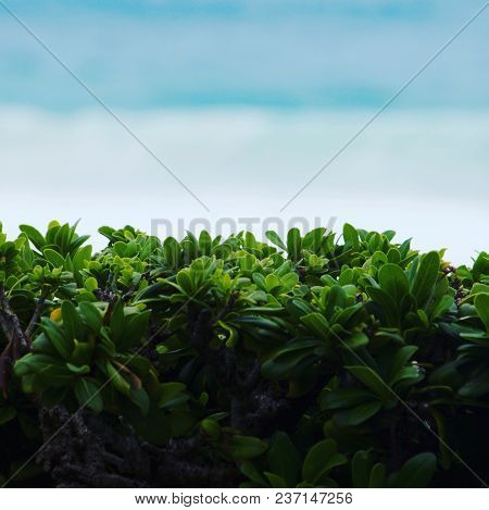 Breezing Focused Bush With Blue Waves From The Ocen Behind It.