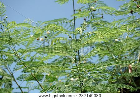 Fresh Green Leucaena Glauca Plant In Nature Garden