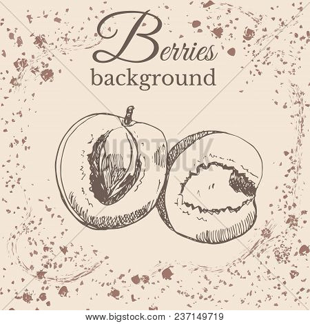 Hand Drawn Sketch With Apricot On Sepia Vintage Background. Vector Illustration.