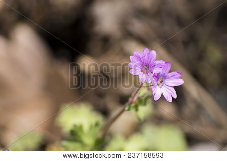 Pink Geranium Molle A Spring Flower In A Soft Background Composition