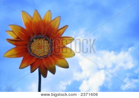 Uma flor
