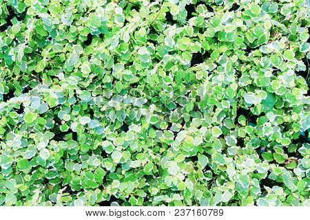 Beautiful Green Nature Pattern Texture Of Tropical Plant. Pattern Texture Of Coatbuttons Or Mexican 