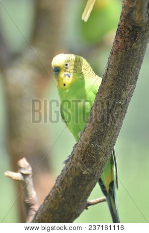 Beautiful Summer Day With A Colorful Bright Parrotlet In A Tree.