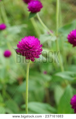 Close Up Beautiful Gomphrena Globosa Flower In Nature Garden