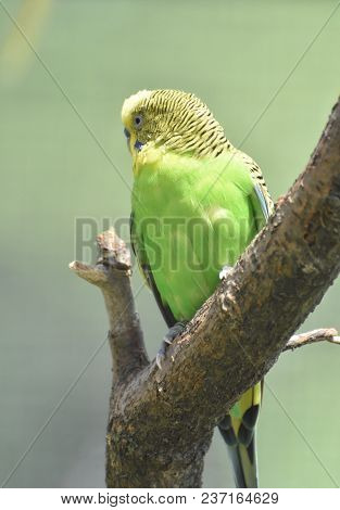 Summer Day With A Parrotlet Sitting In A Tree.