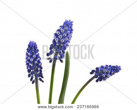 Two Flowers Of Muscari Isolated On White Background. Grape Hyacinth.