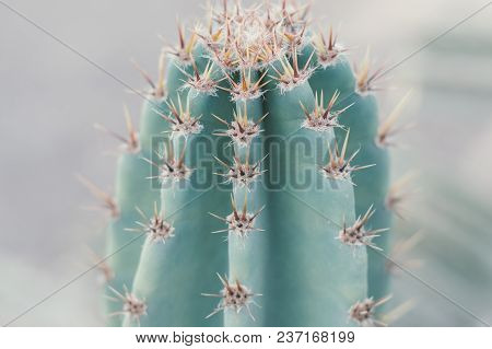 Background With Cactus. Desert Plant With Thorns, Selective Focus