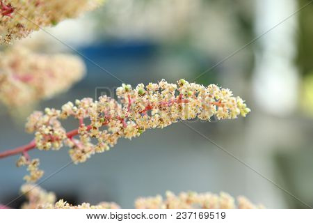 Mango Flower, A Branch Of Inflorescence Mango Flower.