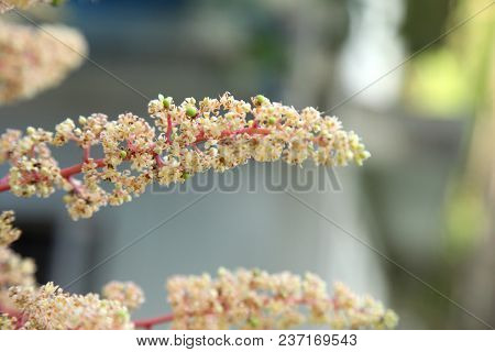Mango Flower, A Branch Of Inflorescence Mango Flower.