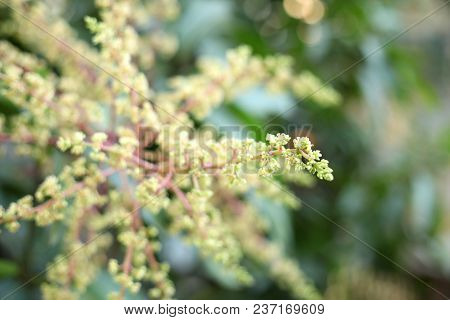 Mango Flower, A Branch Of Inflorescence Mango Flower.