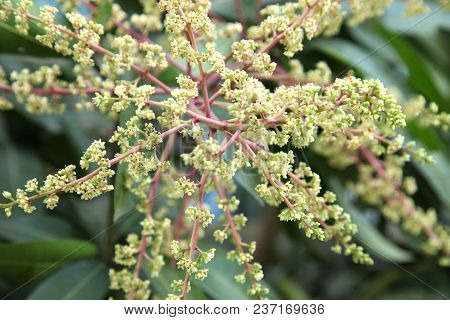 Mango Flower, A Branch Of Inflorescence Mango Flower.