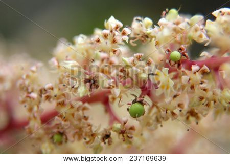 Mango Flower, A Branch Of Inflorescence Mango Flower.
