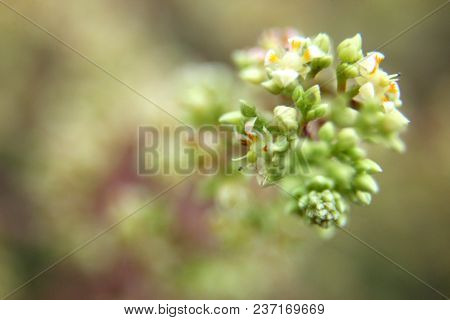 Mango Flower, A Branch Of Inflorescence Mango Flower.