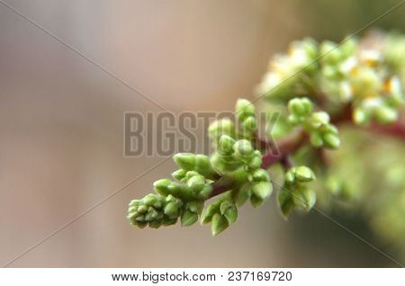 Mango Flower, A Branch Of Inflorescence Mango Flower.