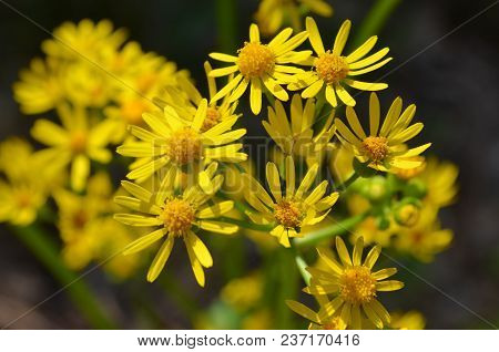 These Are A Bunch Of Beautiful Wild Desert Yellow Daisies.
