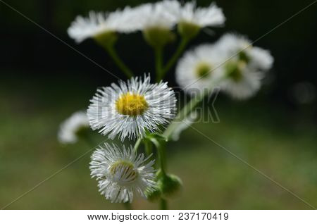These Flowers Are A Part Of The Daisy Family Commonly Known As Bellis Perennis.
