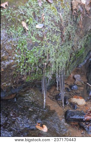 Icicles Dripping From A Lush Evergreen Moss Followed By A Running Creek.
