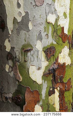 Tree Background Texture. Close Up Beautiful Multicolor Wet Platan Bark.