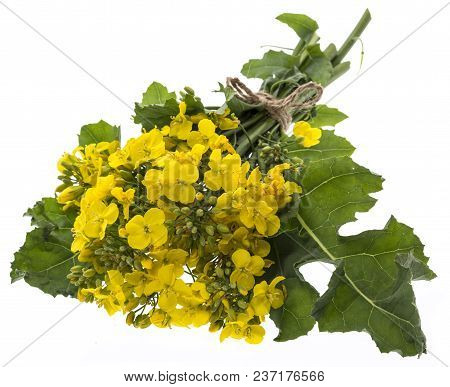 Rapeseed (colza) Brassica napus  flowers isolated on white