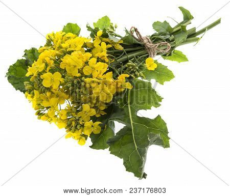 Rapeseed (colza) Brassica napus  flowers isolated on white