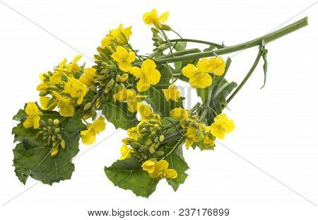 Rapeseed (colza) Brassica Napus  Flowers Isolated On White