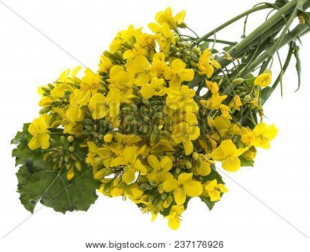 Rapeseed (colza) Brassica napus  flowers isolated on white