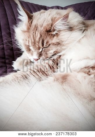 The Cream Maine Coon Cat Serenely Sleeping