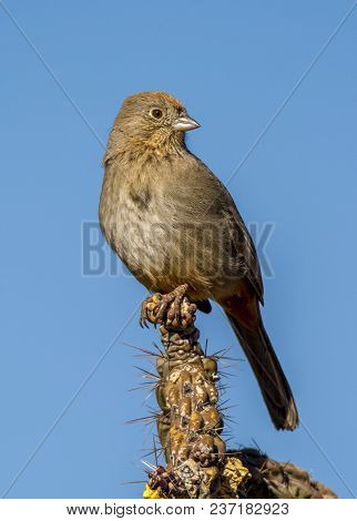 A Drab Looking Canyon Towhee Perches At The Top Of A Stalk Of Cholla In The Colorado Desert.