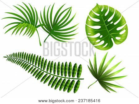 Realistic Vector Illustration Of Tropical Plant Leaves Set. Monstera, Fern, Palm, Yucca. Tropical Pl