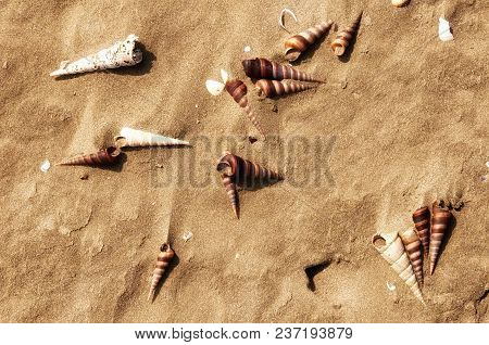 Conical Seashells At Lowtide On The Sands Of Can Gio Beach In South Vietnam On A Sunny Morning.