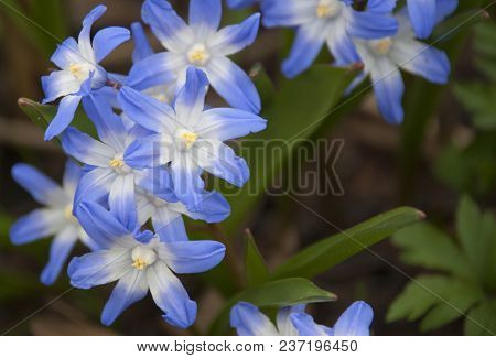 Chionodoxa Luciliae. Blue Tender Spring Scilla Flowers On Green Grass.