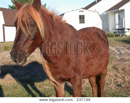 Pony tæt på en gård