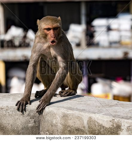 Urban Monkey Shows Anger, While Sitting On A Wall
