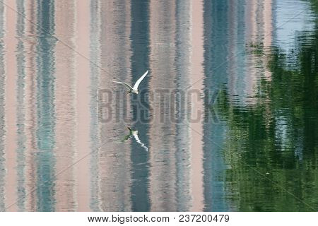 Little Egret Egreta Garzetta Flying With Building Reflections In The Water, Chengdu, China