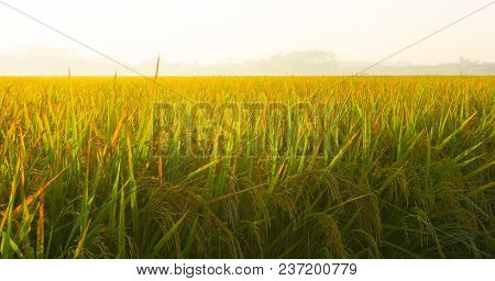 A Rice Fields Padi Bright Close Up In Morning In Pekalongan Indonesia