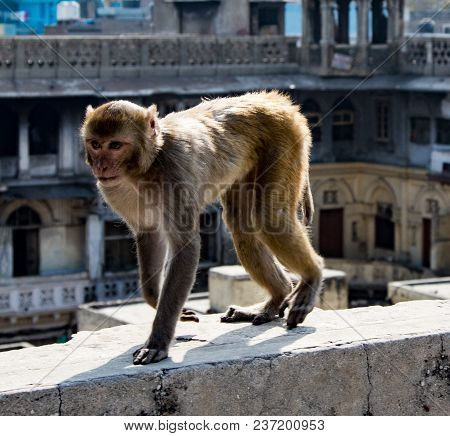 Urban Monkey Walks On A Wall