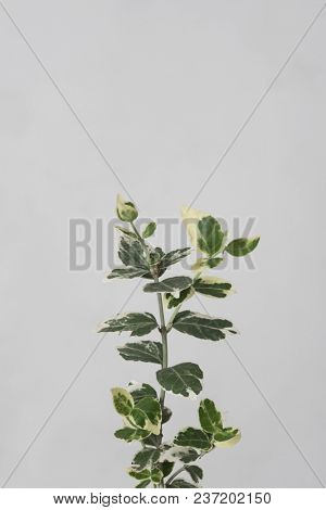 leaves with light grey background. Minimal style design with plants. Abstract background