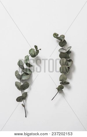 leaves with light grey background. Minimal style design with plants. Abstract background